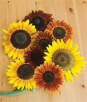 Sunflower Autumn Beauty Mix Organic Seeds