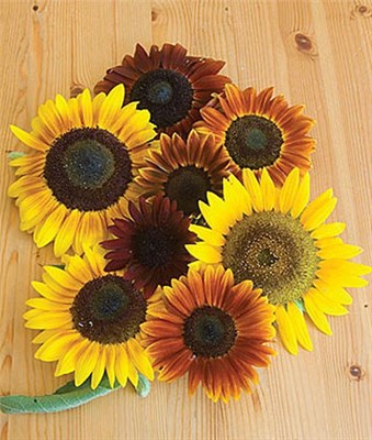 Buy Sunflower Autumn Beauty Mix Organic Seeds from Fresco Seeds at the Best Prices online in Pakistan, Quick Delivery and Easy Returns only at The Nature's Store, Best organic and natural Flower Seeds and Flower Seeds, Fresco Seeds (Brand) in Pakistan, 