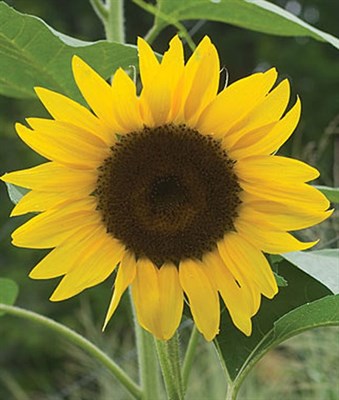 Buy Sunflower Del Sol Hybrid Seeds from Fresco Seeds at the Best Prices online in Pakistan, Quick Delivery and Easy Returns only at The Nature's Store, Best organic and natural Flower Seeds and Flower Seeds, Fresco Seeds (Brand) in Pakistan, 