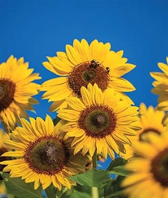 Sunflower Treasure Mountain Hybrid Seeds