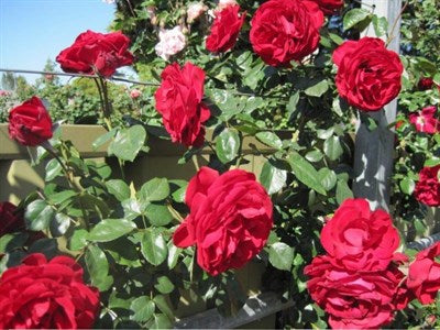 Buy Dublin Bay Climbing Rose Seeds from Fresco Seeds at the Best Prices online in Pakistan, Quick Delivery and Easy Returns only at The Nature's Store, Best organic and natural Vine Seeds and Fresco Seeds (Brand), Vine Seeds in Pakistan, 