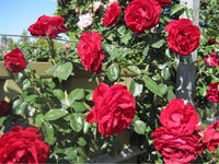 Buy Dublin Bay Climbing Rose Seeds from Fresco Seeds at the Best Prices online in Pakistan, Quick Delivery and Easy Returns only at The Nature's Store, Best organic and natural Vine Seeds and Fresco Seeds (Brand), Vine Seeds in Pakistan, 
