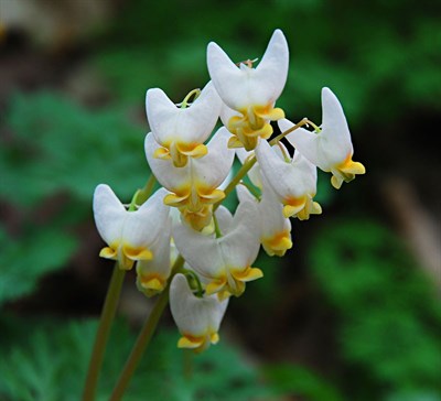 Buy Bleeding Heart Dutchman’s Breeches from Fresco Seeds at the Best Prices online in Pakistan, Quick Delivery and Easy Returns only at The Nature's Store, Best organic and natural Flower Seeds and Flower Seeds, Fresco Seeds (Brand) in Pakistan, 