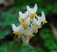 Buy Bleeding Heart Dutchman’s Breeches from Fresco Seeds at the Best Prices online in Pakistan, Quick Delivery and Easy Returns only at The Nature's Store, Best organic and natural Flower Seeds and Flower Seeds, Fresco Seeds (Brand) in Pakistan, 