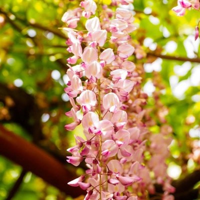 Buy Wisteria Pink Vines from Fresco Seeds at the Best Prices online in Pakistan, Quick Delivery and Easy Returns only at The Nature's Store, Best organic and natural Vine Seeds and Fresco Seeds (Brand), Vine Seeds in Pakistan, 