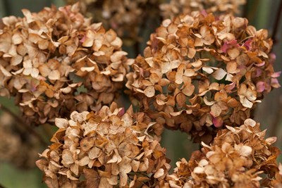 Hydrangea Brown Flower Seeds