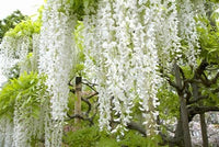 Buy Wisteria White Vines from Fresco Seeds at the Best Prices online in Pakistan, Quick Delivery and Easy Returns only at The Nature's Store, Best organic and natural Vine Seeds and Fresco Seeds (Brand), Vine Seeds in Pakistan, 
