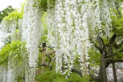 Buy Wisteria White Vines from Fresco Seeds at the Best Prices online in Pakistan, Quick Delivery and Easy Returns only at The Nature's Store, Best organic and natural Vine Seeds and Fresco Seeds (Brand), Vine Seeds in Pakistan, 