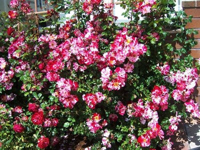 Fourth of July Climbing Rose Seeds