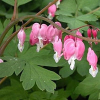 Buy Bleeding Heart Fringed from Fresco Seeds at the Best Prices online in Pakistan, Quick Delivery and Easy Returns only at The Nature's Store, Best organic and natural Flower Seeds and Flower Seeds, Fresco Seeds (Brand) in Pakistan, 