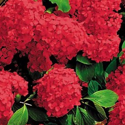 Buy Hydrangea Red Flower Seeds from Fresco Seeds at the Best Prices online in Pakistan, Quick Delivery and Easy Returns only at The Nature's Store, Best organic and natural Flower Seeds and Flower Seeds, Fresco Seeds (Brand) in Pakistan, 