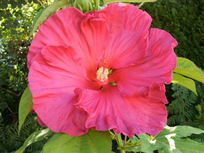 Buy Hibiscus Giant Rose Mallow from Fresco Seeds at the Best Prices online in Pakistan, Quick Delivery and Easy Returns only at The Nature's Store, Best organic and natural Flower Seeds and Flower Seeds, Fresco Seeds (Brand) in Pakistan, 