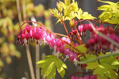Buy Bleeding Heart Gold from Fresco Seeds at the Best Prices online in Pakistan, Quick Delivery and Easy Returns only at The Nature's Store, Best organic and natural Flower Seeds and Flower Seeds, Fresco Seeds (Brand) in Pakistan, 