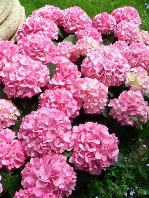 Buy Hydrangea Pink Flower Seeds from Fresco Seeds at the Best Prices online in Pakistan, Quick Delivery and Easy Returns only at The Nature's Store, Best organic and natural Flower Seeds and Flower Seeds, Fresco Seeds (Brand) in Pakistan, 