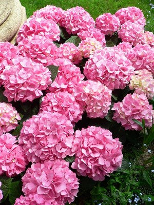 Hydrangea Pink Flower Seeds