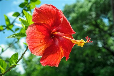 Buy Hibiscus Sabdariffa from Fresco Seeds at the Best Prices online in Pakistan, Quick Delivery and Easy Returns only at The Nature's Store, Best organic and natural Flower Seeds and Flower Seeds, Fresco Seeds (Brand) in Pakistan, 