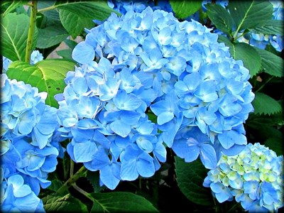 Buy Hydrangea Teal Flower Seeds from Fresco Seeds at the Best Prices online in Pakistan, Quick Delivery and Easy Returns only at The Nature's Store, Best organic and natural Flower Seeds and Flower Seeds, Fresco Seeds (Brand) in Pakistan, 
