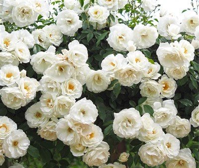 Buy Iceberg Climbing Rose Seeds from Fresco Seeds at the Best Prices online in Pakistan, Quick Delivery and Easy Returns only at The Nature's Store, Best organic and natural Vine Seeds and Fresco Seeds (Brand), Vine Seeds in Pakistan, 