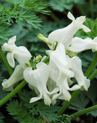 Buy Bleeding Heart Ivory from Fresco Seeds at the Best Prices online in Pakistan, Quick Delivery and Easy Returns only at The Nature's Store, Best organic and natural Flower Seeds and Flower Seeds, Fresco Seeds (Brand) in Pakistan, 