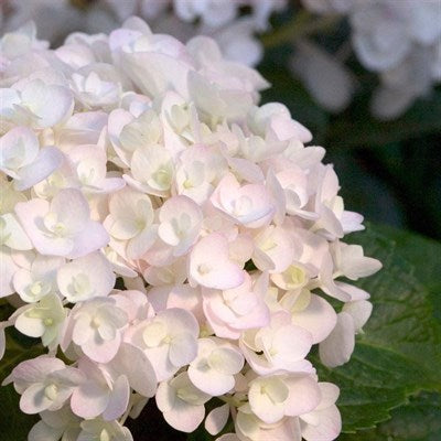 Buy Hydrangea Blush Pink Flower Seeds from Fresco Seeds at the Best Prices online in Pakistan, Quick Delivery and Easy Returns only at The Nature's Store, Best organic and natural Flower Seeds and Flower Seeds, Fresco Seeds (Brand) in Pakistan, 