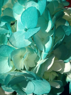 Hydrangea Turquoise Flower Seeds