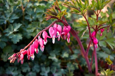 Buy Bleeding Heart King from Fresco Seeds at the Best Prices online in Pakistan, Quick Delivery and Easy Returns only at The Nature's Store, Best organic and natural Flower Seeds and Flower Seeds, Fresco Seeds (Brand) in Pakistan, 