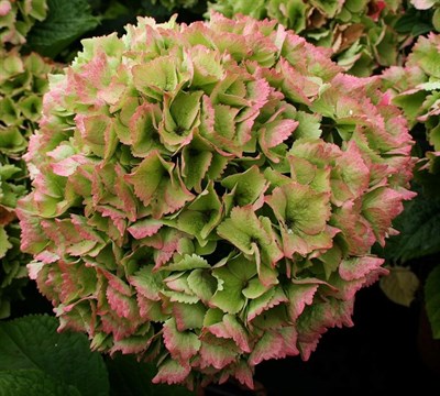 Buy Hydrangea Emerald Green Seeds from Fresco Seeds at the Best Prices online in Pakistan, Quick Delivery and Easy Returns only at The Nature's Store, Best organic and natural Flower Seeds and Flower Seeds, Fresco Seeds (Brand) in Pakistan, 