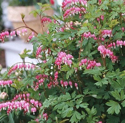Buy Bleeding Heart Langtrees from Fresco Seeds at the Best Prices online in Pakistan, Quick Delivery and Easy Returns only at The Nature's Store, Best organic and natural Flower Seeds and Flower Seeds, Fresco Seeds (Brand) in Pakistan, 