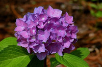 Buy Hydrangea Violet Flower Seeds from Fresco Seeds at the Best Prices online in Pakistan, Quick Delivery and Easy Returns only at The Nature's Store, Best organic and natural Flower Seeds and Flower Seeds, Fresco Seeds (Brand) in Pakistan, 