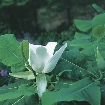 Buy Ashe's Magnolia Flower Tree Seeds from Fresco Seeds at the Best Prices online in Pakistan, Quick Delivery and Easy Returns only at The Nature's Store, Best organic and natural Tree Seeds and Fresco Seeds (Brand), Tree Seeds in Pakistan, 