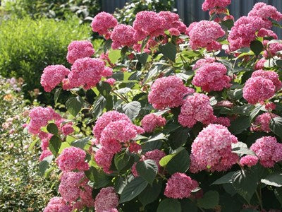 Buy Hydrangea Rose Flower Seeds from Fresco Seeds at the Best Prices online in Pakistan, Quick Delivery and Easy Returns only at The Nature's Store, Best organic and natural Flower Seeds and Flower Seeds, Fresco Seeds (Brand) in Pakistan, 