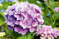 Buy Hydrangea Purple Flower Seeds from Fresco Seeds at the Best Prices online in Pakistan, Quick Delivery and Easy Returns only at The Nature's Store, Best organic and natural Flower Seeds and Flower Seeds, Fresco Seeds (Brand) in Pakistan, 