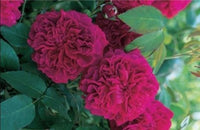 Mix Color Lonza Gem Rose Seeds