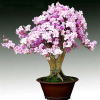 Buy Rare Bonsai Light Purple Azalea Seeds from Fresco Seeds at the Best Prices online in Pakistan, Quick Delivery and Easy Returns only at The Nature's Store, Best organic and natural Bonsai Flower Seeds and Bonsai Flower Seeds, Fresco Seeds (Brand) in Pakistan, 