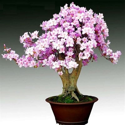 Buy Rare Bonsai Light Purple Azalea Seeds from Fresco Seeds at the Best Prices online in Pakistan, Quick Delivery and Easy Returns only at The Nature's Store, Best organic and natural Bonsai Flower Seeds and Bonsai Flower Seeds, Fresco Seeds (Brand) in Pakistan, 