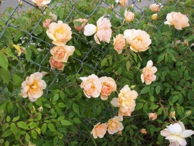 Buy Orange Flames Climbing Rose Seeds from Fresco Seeds at the Best Prices online in Pakistan, Quick Delivery and Easy Returns only at The Nature's Store, Best organic and natural Vine Seeds and Fresco Seeds (Brand), Vine Seeds in Pakistan, 