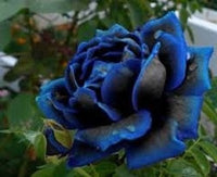 Buy Midnight Supreme Rose Seeds from Fresco Seeds at the Best Prices online in Pakistan, Quick Delivery and Easy Returns only at The Nature's Store, Best organic and natural Flower Seeds and Flower Seeds, Fresco Seeds (Brand) in Pakistan, 