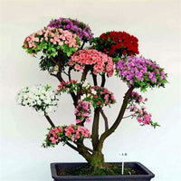 Buy Rare Bonsai Rainbow Azalea Seeds from Fresco Seeds at the Best Prices online in Pakistan, Quick Delivery and Easy Returns only at The Nature's Store, Best organic and natural Bonsai Flower Seeds and Bonsai Flower Seeds, Fresco Seeds (Brand) in Pakistan, 