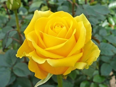 Buy Australian Yellow Rose Seeds from Fresco Seeds at the Best Prices online in Pakistan, Quick Delivery and Easy Returns only at The Nature's Store, Best organic and natural Flower Seeds and Flower Seeds, Fresco Seeds (Brand) in Pakistan, 