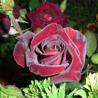 Buy Black Baccara Rose from Fresco Seeds at the Best Prices online in Pakistan, Quick Delivery and Easy Returns only at The Nature's Store, Best organic and natural Flower Seeds and Flower Seeds, Fresco Seeds (Brand) in Pakistan, 