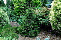 Buy Bonsai Conifer TreeSeeds from Fresco Seeds at the Best Prices online in Pakistan, Quick Delivery and Easy Returns only at The Nature's Store, Best organic and natural Bonsai Tree Seeds and Bonsai Tree Seeds, Fresco Seeds (Brand) in Pakistan, 