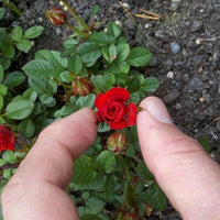 Mix Color Mini Rose Seeds