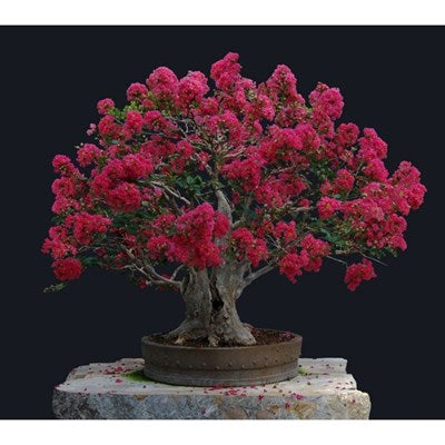 Buy Red Bonsai Crape Myrtle Seeds from Fresco Seeds at the Best Prices online in Pakistan, Quick Delivery and Easy Returns only at The Nature's Store, Best organic and natural Bonsai Flower Seeds and Bonsai Flower Seeds, Fresco Seeds (Brand) in Pakistan, 
