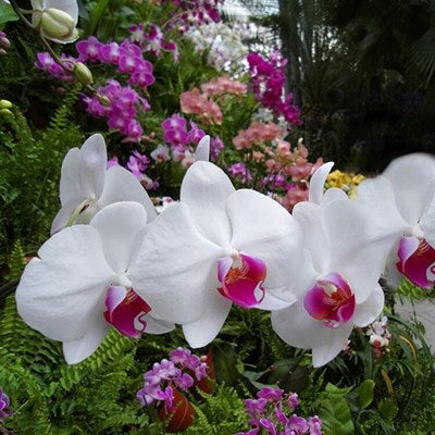 Bonsai White Phalaenopsis Seeds