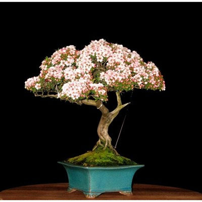 Buy Bonsai Pink and White Azalea Seeds from Fresco Seeds at the Best Prices online in Pakistan, Quick Delivery and Easy Returns only at The Nature's Store, Best organic and natural Bonsai Flower Seeds and Bonsai Flower Seeds, Fresco Seeds (Brand) in Pakistan, 