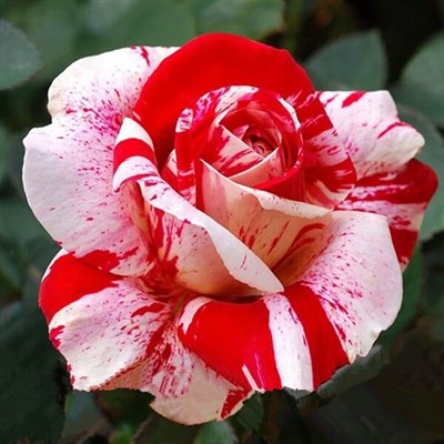 Buy Rare Stripe Rose Bush Seeds from Fresco Seeds at the Best Prices online in Pakistan, Quick Delivery and Easy Returns only at The Nature's Store, Best organic and natural Flower Seeds and Flower Seeds, Fresco Seeds (Brand) in Pakistan, 