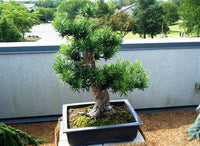Buy Bonsai Podocarpus Pine Tree Seeds from Fresco Seeds at the Best Prices online in Pakistan, Quick Delivery and Easy Returns only at The Nature's Store, Best organic and natural Bonsai Tree Seeds and Bonsai Tree Seeds, Fresco Seeds (Brand) in Pakistan, 