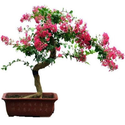 Buy Pink Bonsai Crape Myrtle Seeds from Fresco Seeds at the Best Prices online in Pakistan, Quick Delivery and Easy Returns only at The Nature's Store, Best organic and natural Bonsai Flower Seeds and Bonsai Flower Seeds, Fresco Seeds (Brand) in Pakistan, 