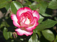 White Heart Pink Side Rose Seeds