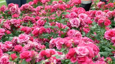 Buy Pink Rose Seeds from Fresco Seeds at the Best Prices online in Pakistan, Quick Delivery and Easy Returns only at The Nature's Store, Best organic and natural Flower Seeds and Flower Seeds, Fresco Seeds (Brand) in Pakistan, 